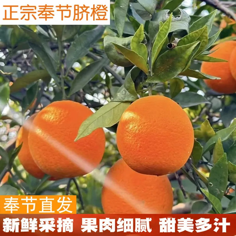 正宗重庆奉节草堂脐橙福本20斤产地直发礼盒10斤新鲜现摘现发橙子