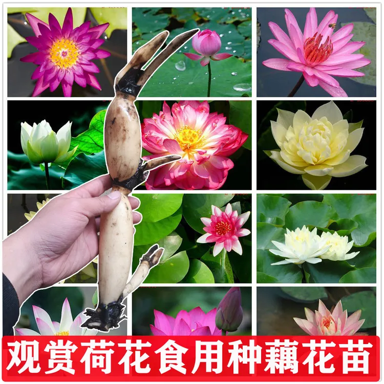 荷花观赏藕种睡莲花苗水缸池塘河道造景绿化水培四季好养开花植物