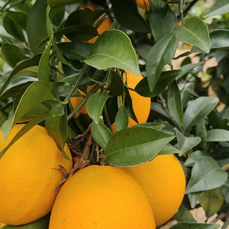 正宗江西赣南脐橙当季水果产地直发坏果正宗江西赣州皇帝柑橙子