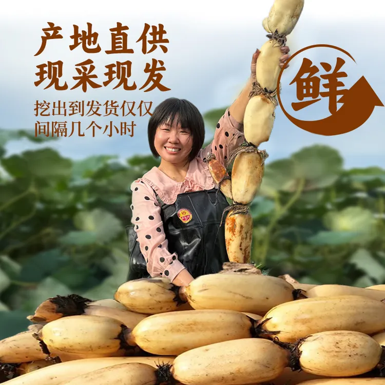 藕王藕老头正宗莲藕新鲜现挖当季莲藕特产精品