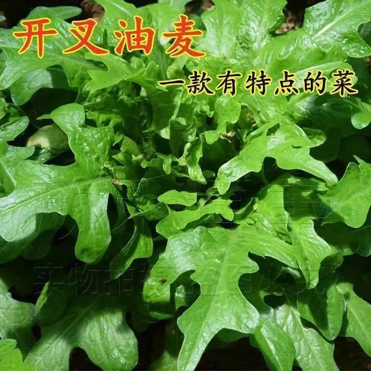 爆款开叉花叶油麦菜种子香甜丫丫菜耐寒抗病盆栽易种蔬菜种籽阳台