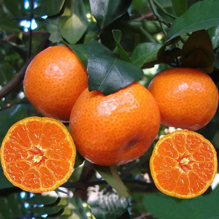 正宗嫁接砂糖橘果树苗