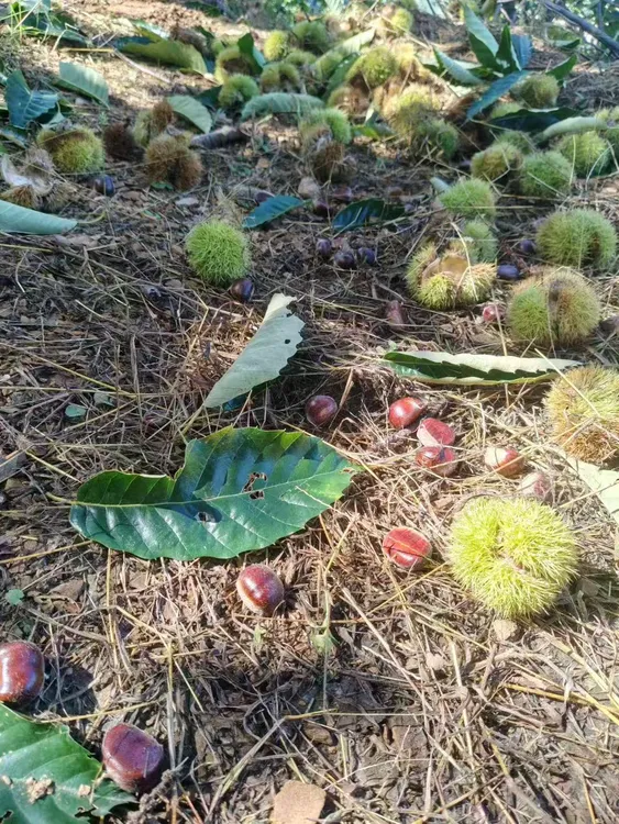 正宗迁西板栗 贡栗 高山矿区生长营养好生吃脆甜熟吃软糯香甜