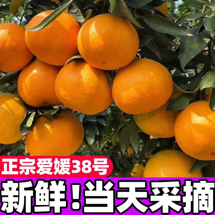 【果农直发】正宗爱媛38果冻橙高山新鲜采摘应季产地直发