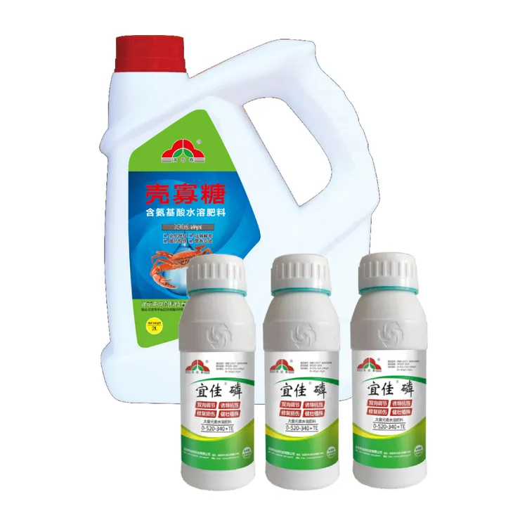 双片姜组合 促进头芽粗壮 促使二母粗大 促进姜芽分化 增加分枝数