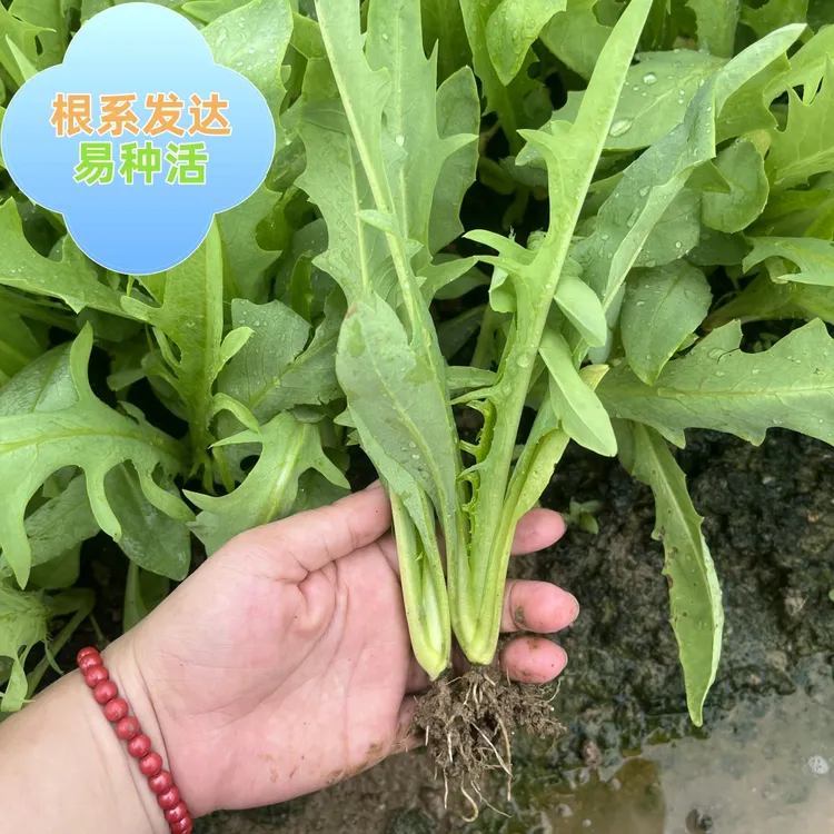 正宗广西博白甜麦菜苗甜脆软嫩爽口基地直发