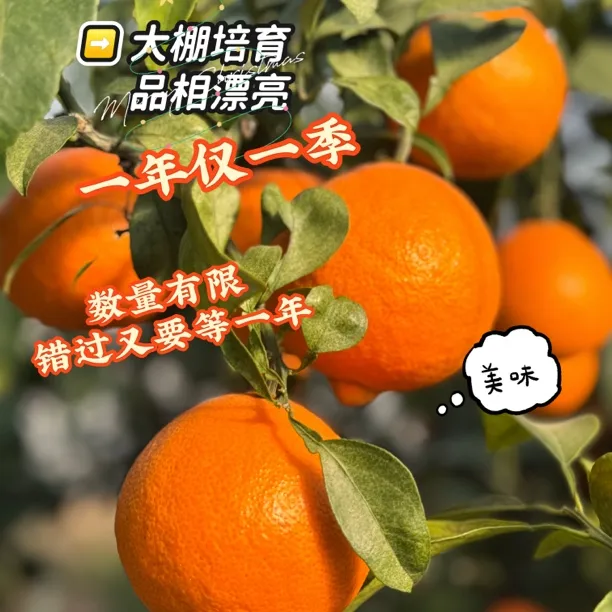 正宗赣南脐橙皮薄肉厚香甜爆汁新鲜水果