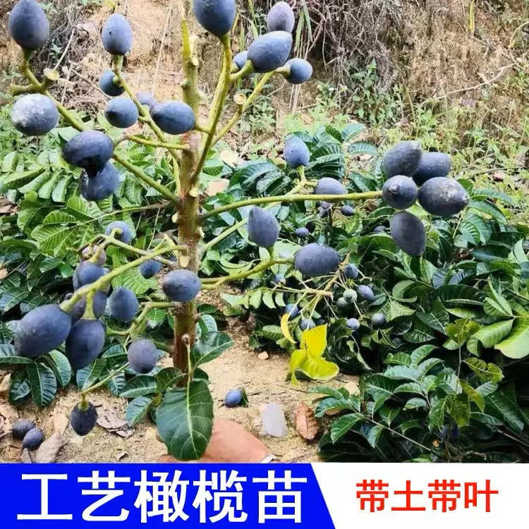 吊思茅橄榄苗石站榄苗工艺榄苗油榄苗黑橄榄苗