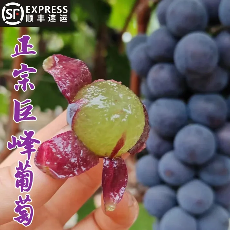 顺丰湖南衡阳农家巨峰葡萄新鲜现摘当季水果甜葡萄无籽多汁葡萄