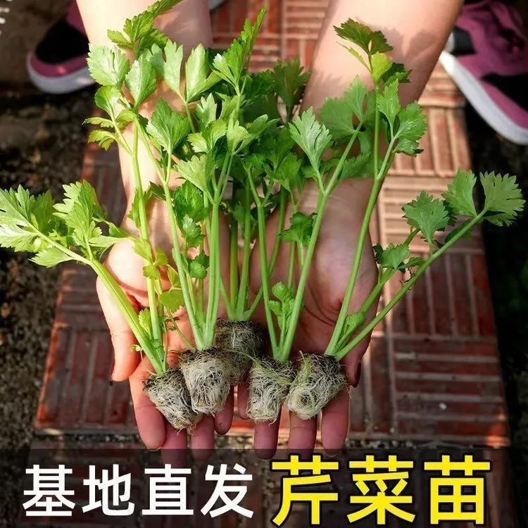 【山东寿光优质芹菜苗】浓香四季芹菜苗西芹苗阳台小院泡沫箱种植
