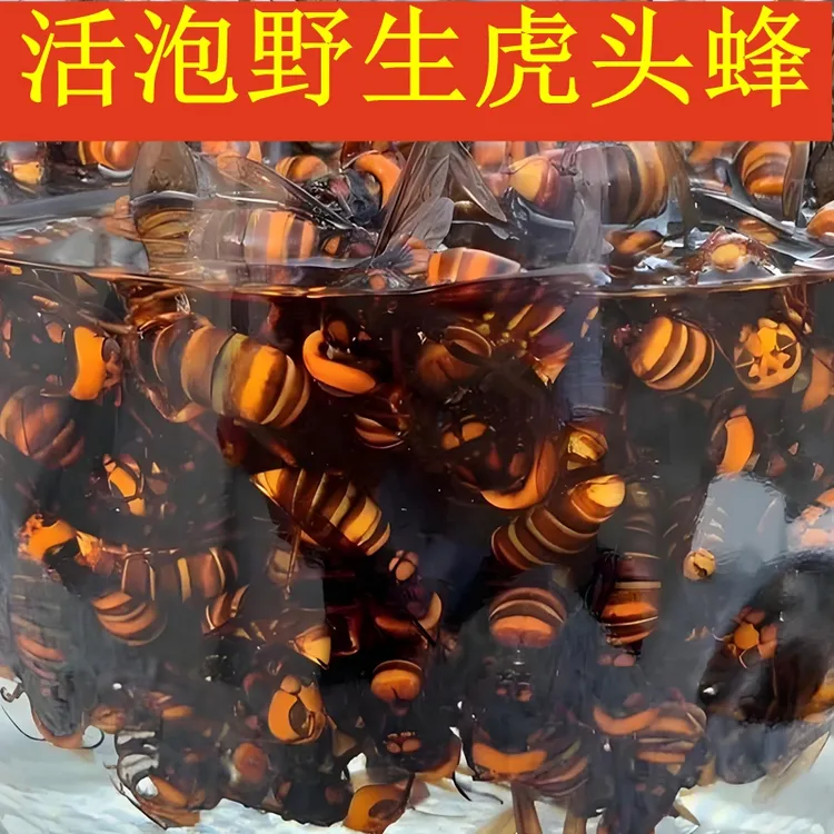 虎头蜂酒野生活泡金环黑尾胡峰蜂王新货现泡正品泡酒材料活马土蜂