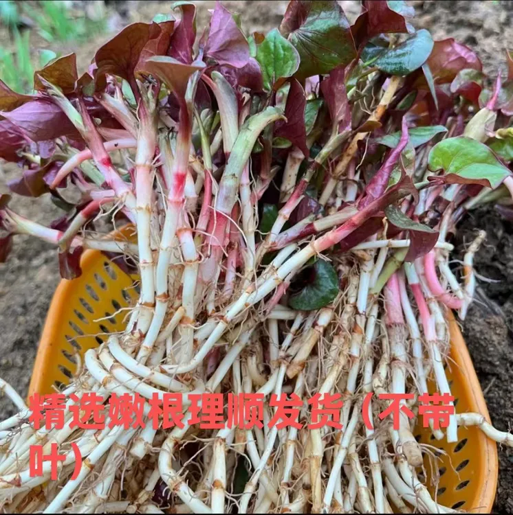 贵州老品种新鲜折耳根脆嫩新根凉拌煮水泡茶鱼腥草泡沫箱带泥商用