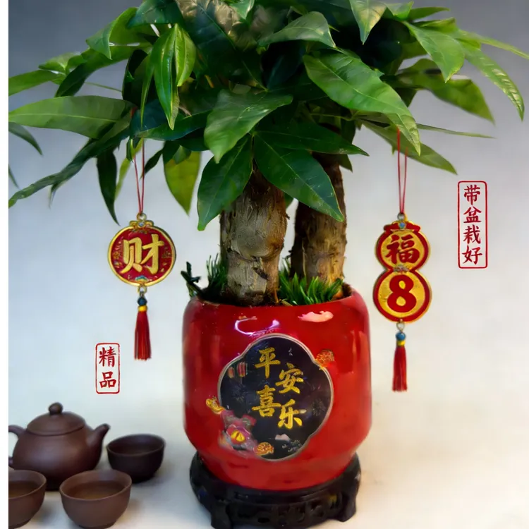 发财树绿植盆栽办公室桌面好养护耐阴植物适合节日送礼
