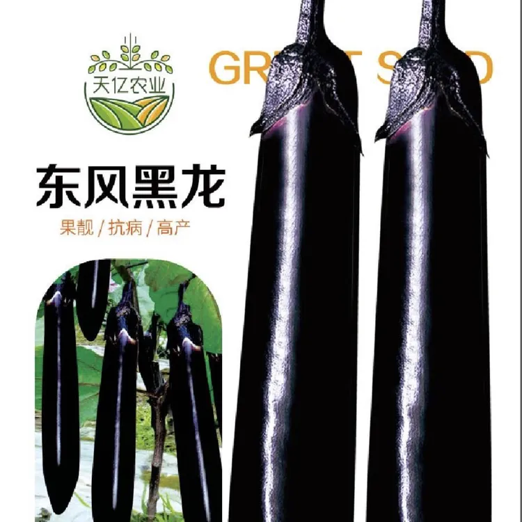 东风黑龙长茄种子皮薄肉嫩早熟恋秋