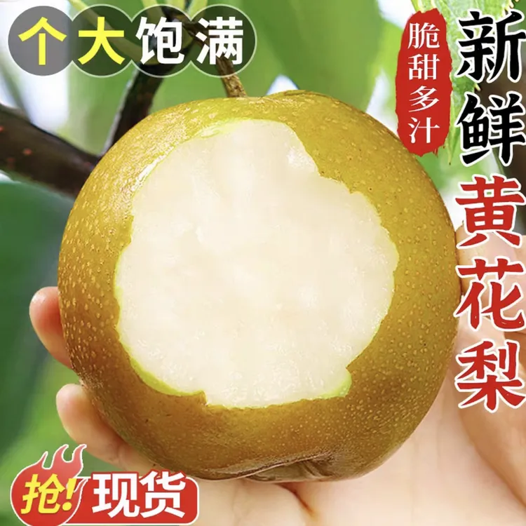 湖北正宗黄花梨脆甜多汁果园直发