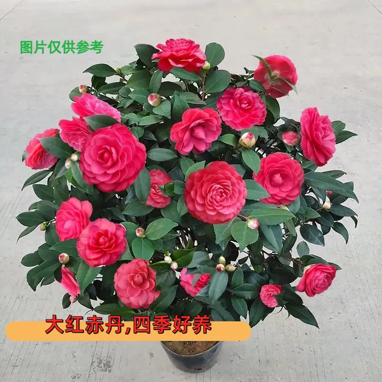 【60~70送白色菱形盆】带花苞大红赤丹茶花盆栽原盆护心土室外种植