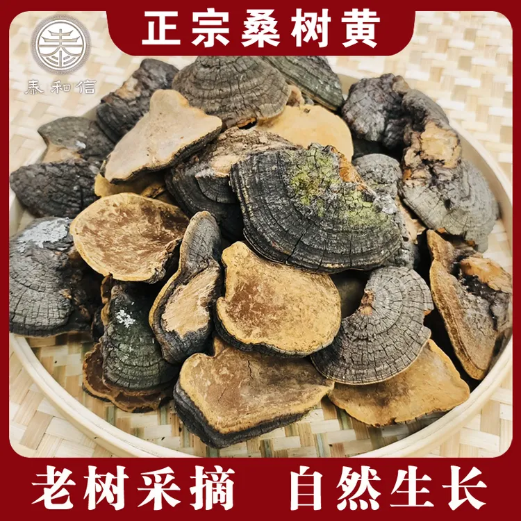 正宗高原桑树黄灵芝 桑王 桑树菌菇 高年份自然生长 可泡水煮茶