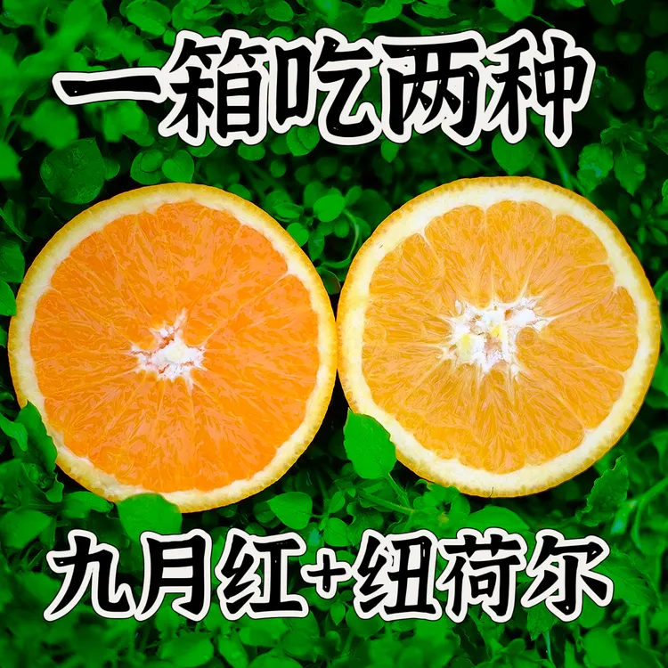 九月红果冻橙+纽荷尔脐橙 一箱吃两种橙子 5斤装9斤装 现摘现发