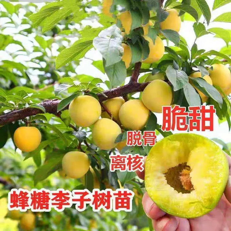 正宗嫁接蜂糖李子树苗嫁接果树南北方地栽盆栽耐高温耐寒当年结果商品图