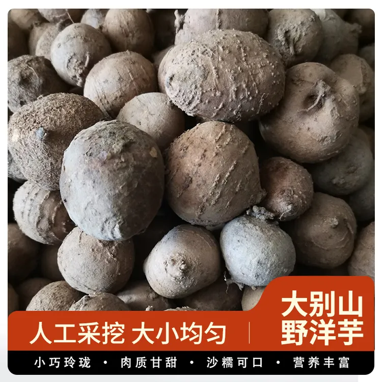 鲜洋芋土栾儿土豆土蛋地栗子金线吊葫芦