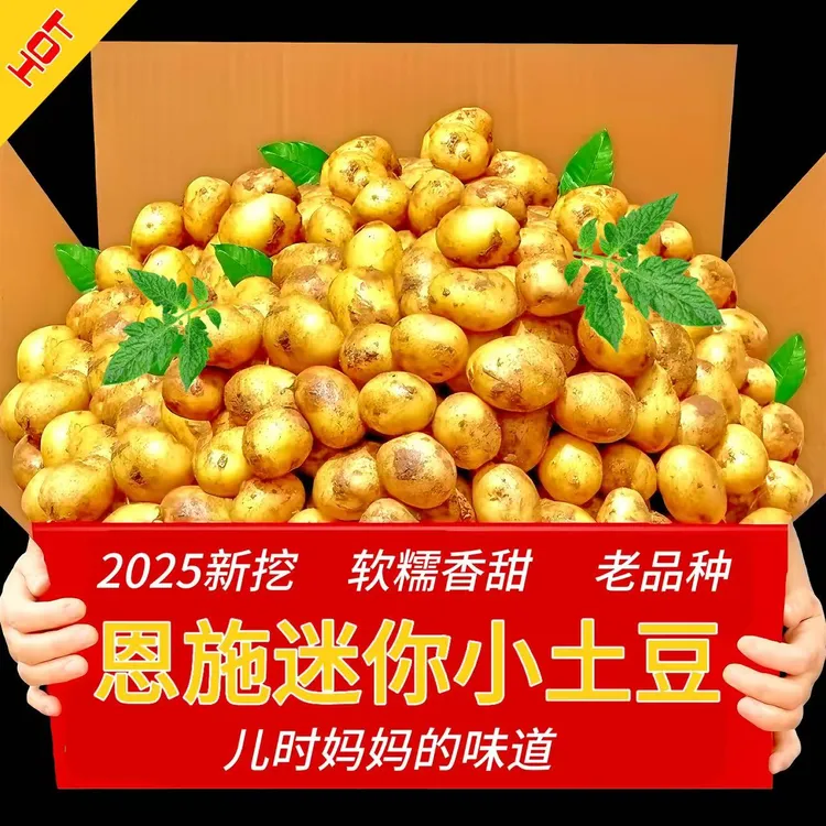 2025【恩施迷你小土豆】新挖新鲜正宗恩施高山黄心小土豆大洋芋直播