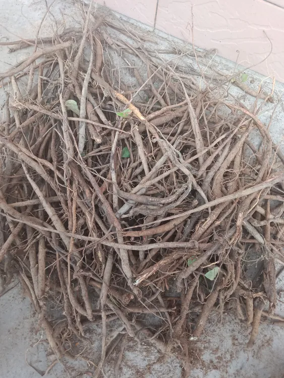 深山新鲜野生 千斤拨  (红皮白肉) 不清洗 带皮带泥发货