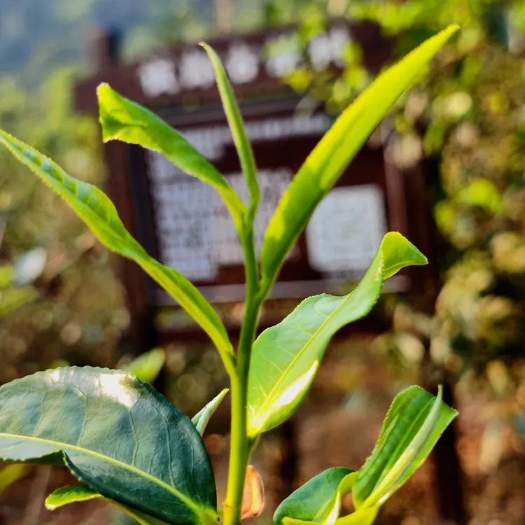 佤郎古茶·2025年头春头采老树晒青毛茶