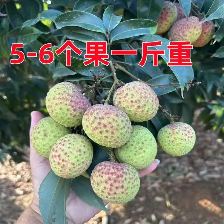 八月红马贵荔枝冰荔桂味无核荔枝嫁接苗盆栽地栽南北方种植