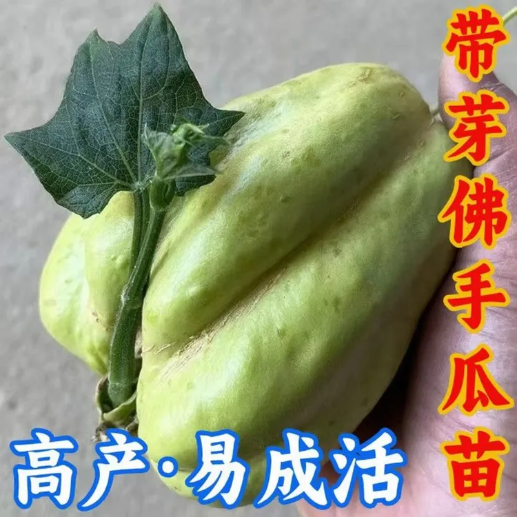 贵州农家自种佛手瓜种子苗龙须菜种子