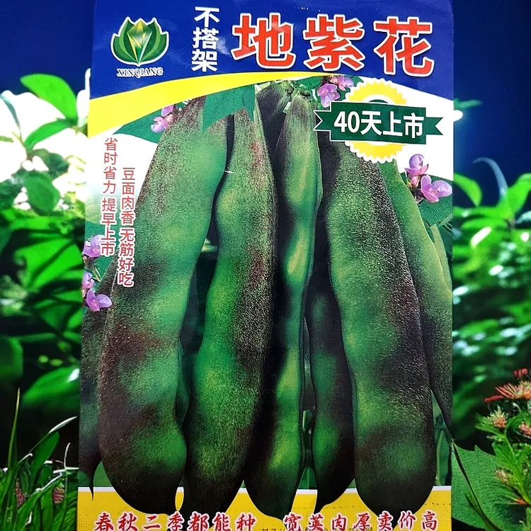 不搭架地紫花油豆角籽50克左右