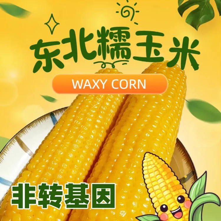 东北甜水果玉米黄金玉米黄糯东北黏苞米香糯粗粮轻食早餐食材夜宵