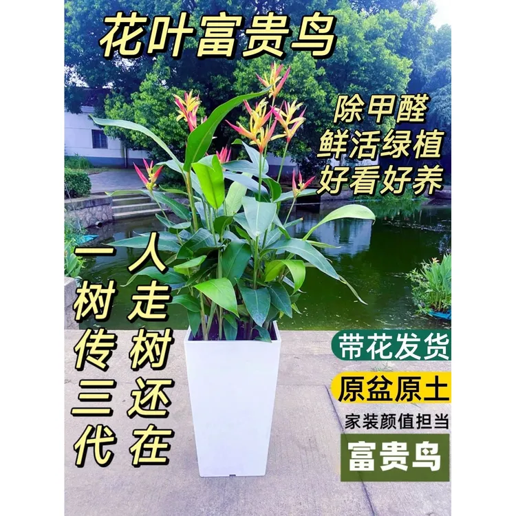 富贵鸟室内绿植盆栽客厅办公室耐阴四季常青天堂鸟吸甲醛发财鸟