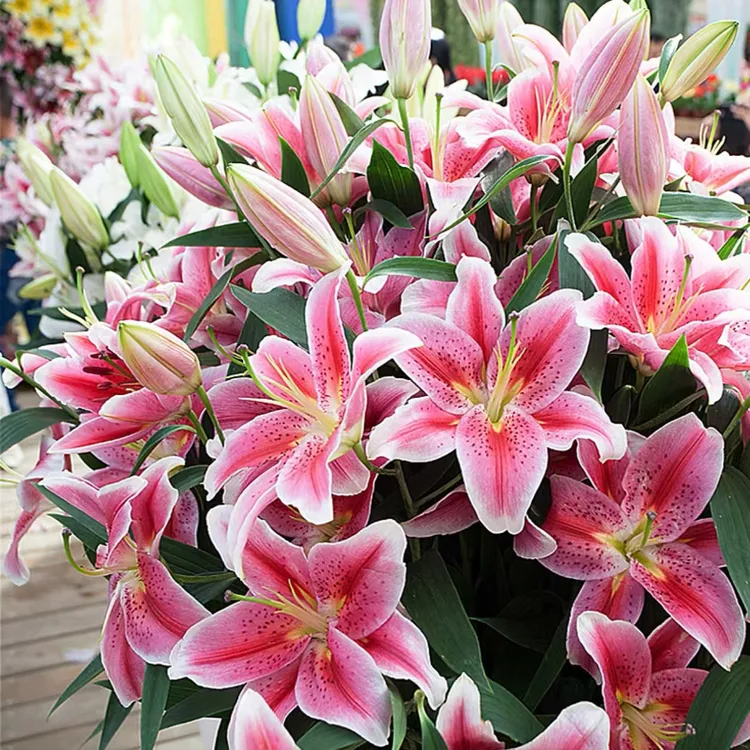 【重瓣香水百合种球】家庭阳台小院四季种植盆栽地栽易种易活