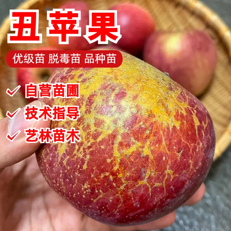 正宗昭通丑苹果苗冰糖心苹果树苗盆栽地栽嫁接南北方种植当年结果