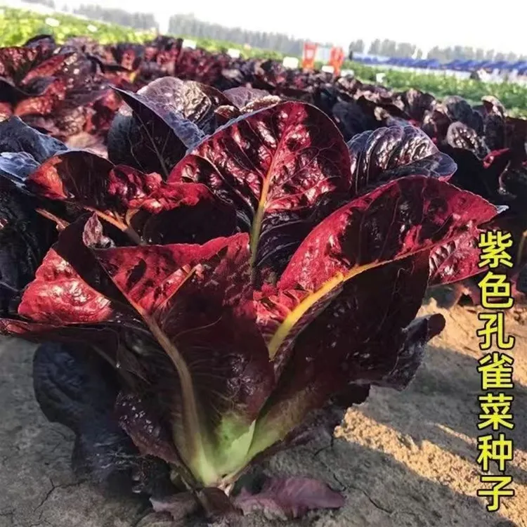 【新疆包邮】紫孔雀菜种子欧美沙拉包心生菜种籽四季种植高钙营养