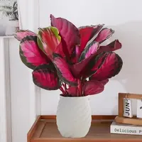 幸运女神红玫瑰竹芋室内耐阴盆栽净化空气好养观叶植物