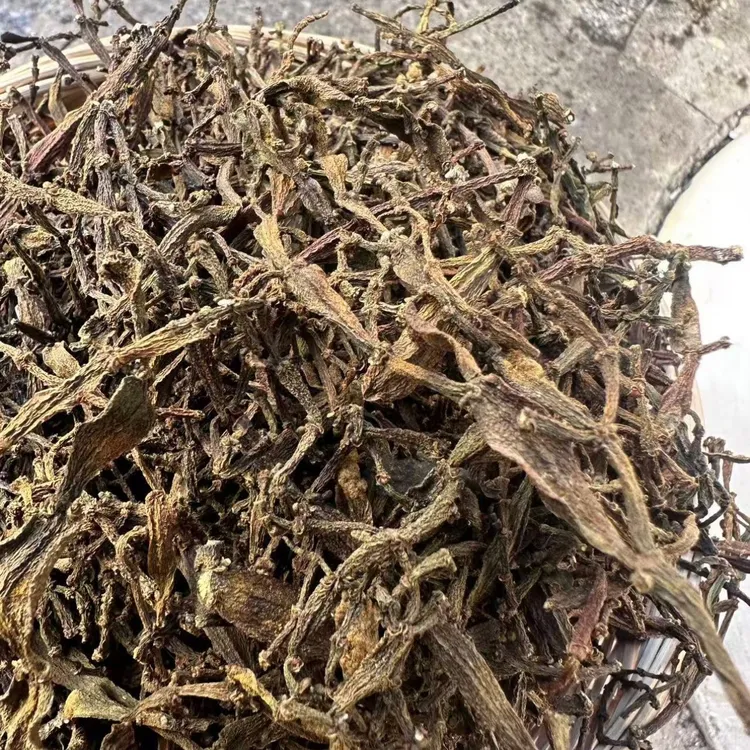 云南古茶树生长《景迈老货螃蟹脚》