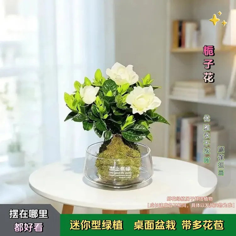 【带禁止焦虑盆】 迷你栀子花  室内清新桌面空气净化开花绿植盆栽商品图