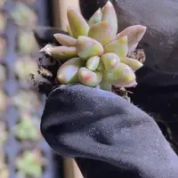 精品炫彩星2米3颗