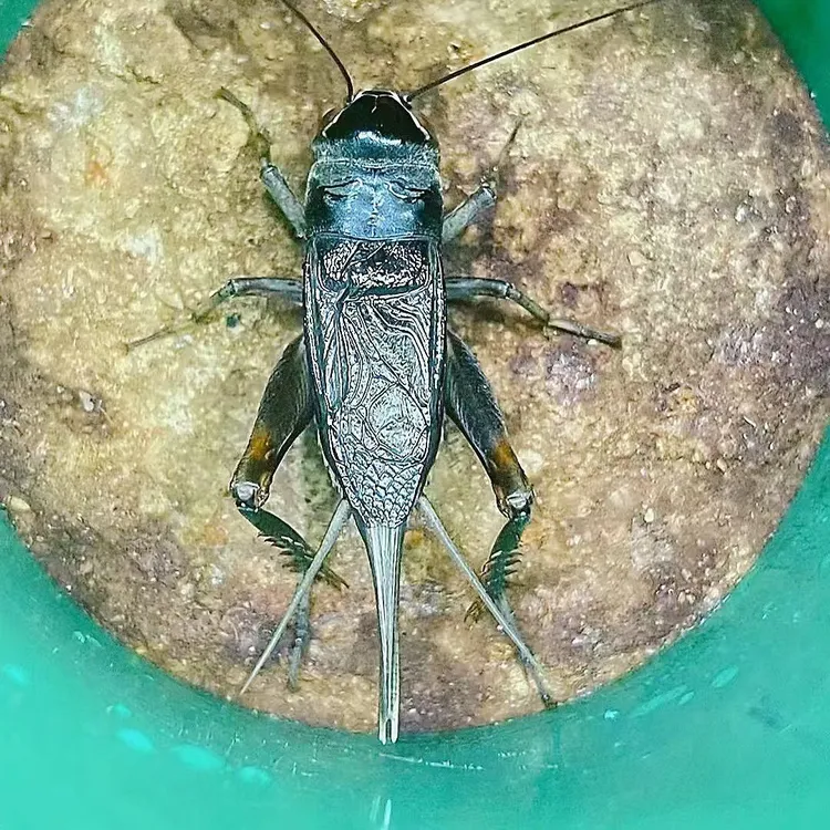 油葫芦 黑虫 深紫浅紫油葫芦黑虫活体包邮签收12小时提供开箱视频
