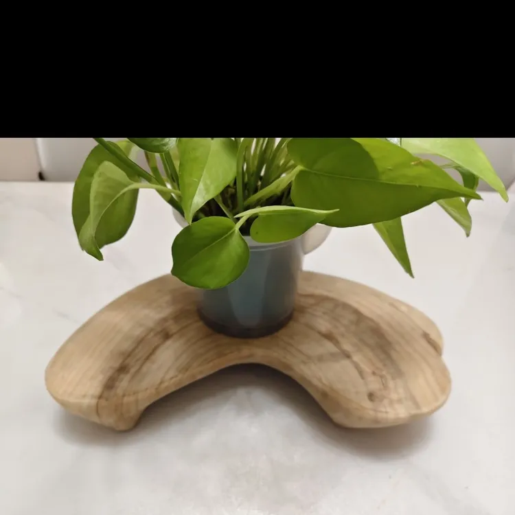 香章木原木色多功能干泡底座