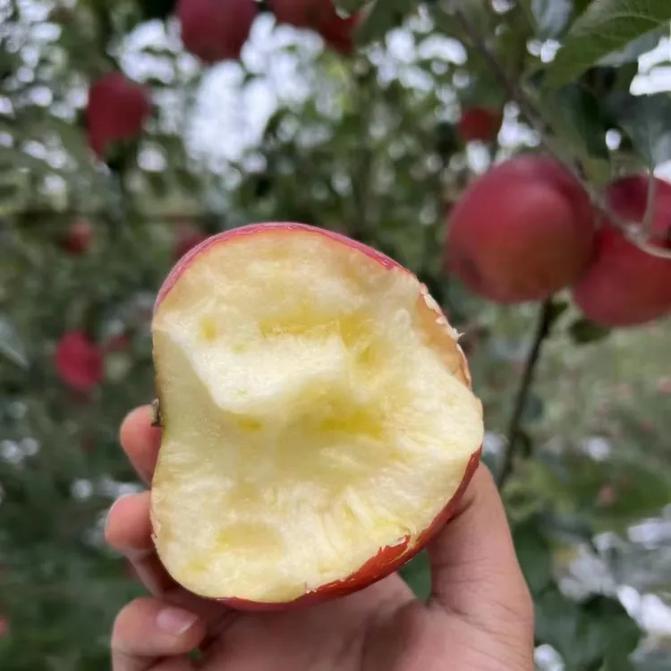 云南昭通晚熟冰糖心丑苹果现摘精选鲜果