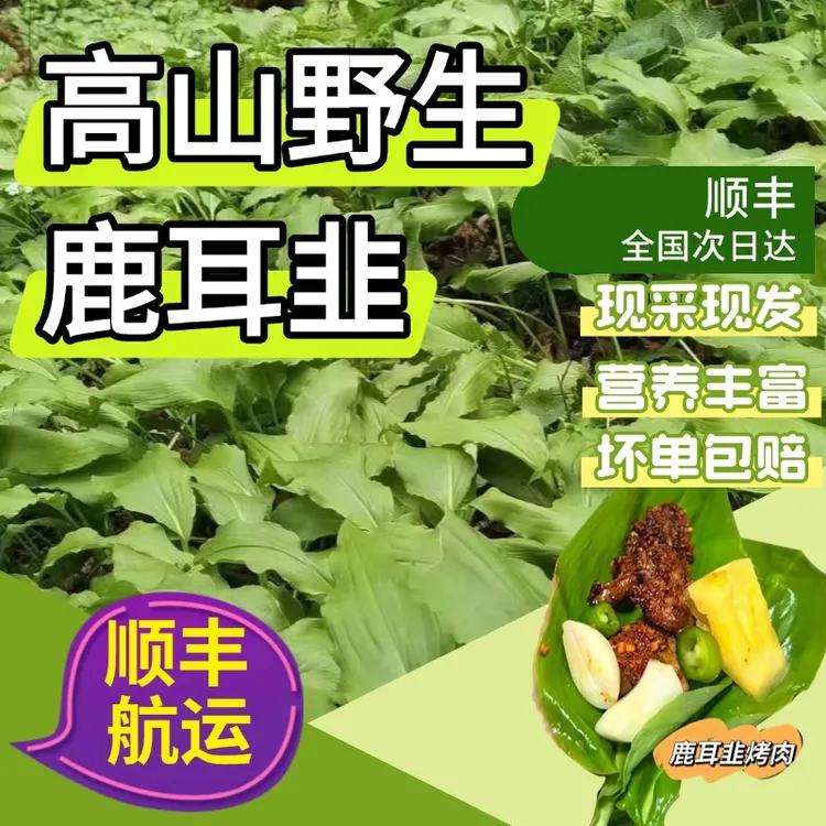 桑田高村 小鹿耳韭