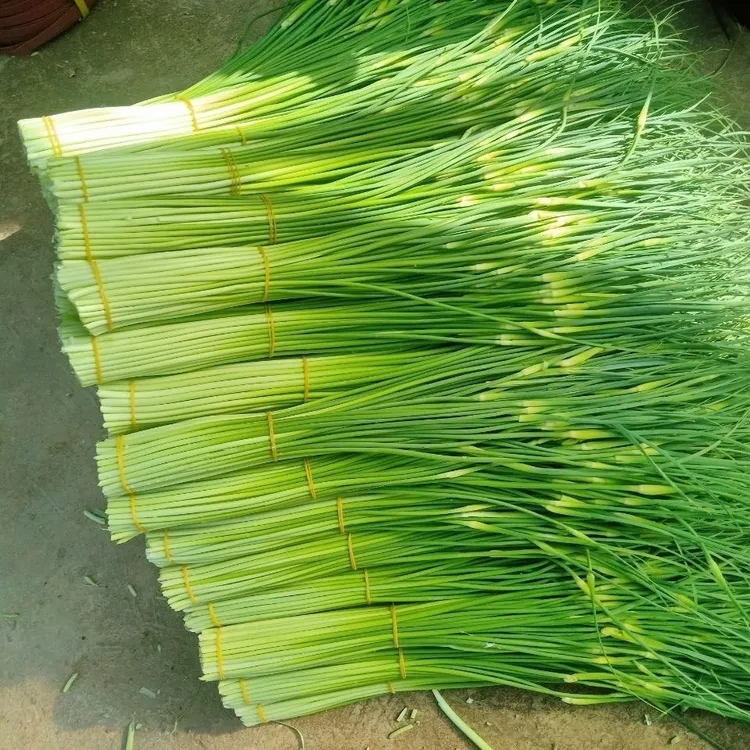 四川新鲜蒜台白帽蒜台现摘现发农家种植时令蔬菜蒜苔河南苍山