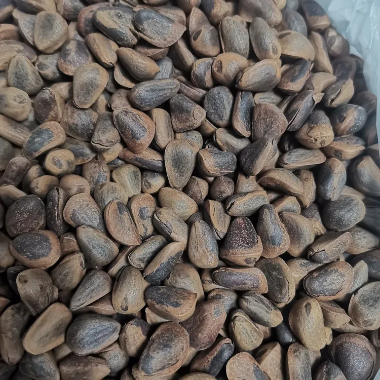 东北野生开口熟松子2025年新松子人工小开口松子中小颗粒嫌小勿拍