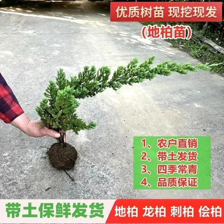 地柏苗柏树沙地柏铺地柏盆景造型素材苗绿化工程四季常青冬天地柏