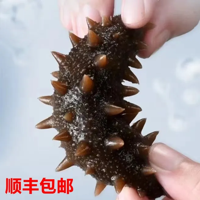 即食营养海参大个头左右（顺丰包邮）海参500g一斤装正宗即食海参商品图
