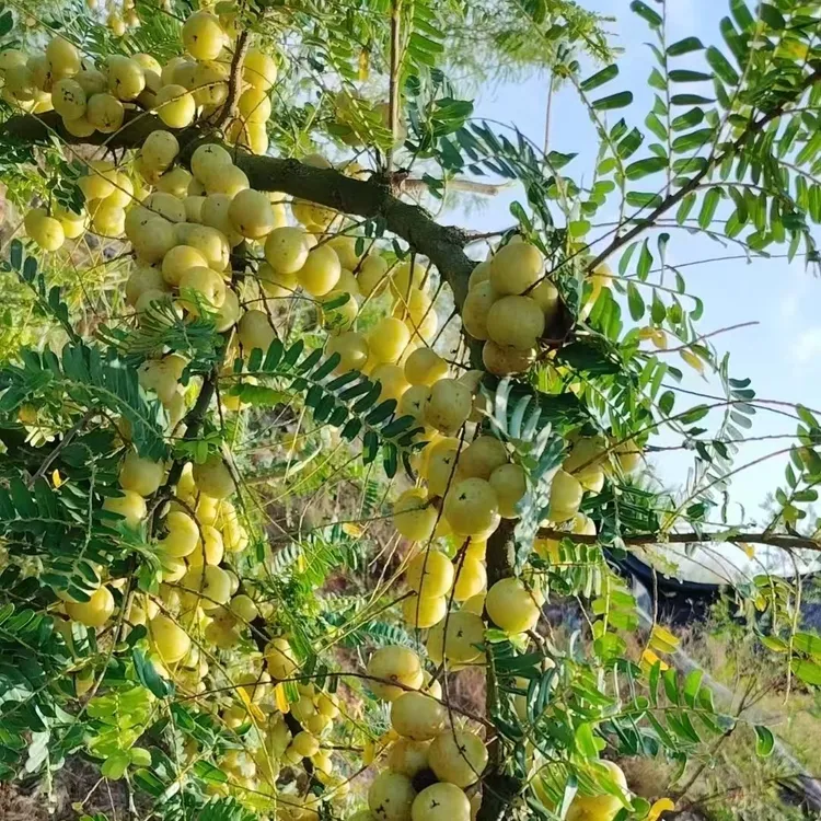 油柑新鲜甜油柑甘甜脆爽