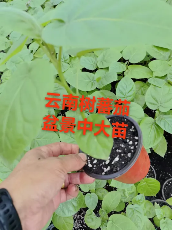 云南大树番茄 番茄苗带杯发货 树番茄小苗适合庭院种植无需搭架