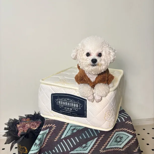 宠梦思小猫小狗弹簧床垫宠物床垫狗窝宠物垫子四季狗窝